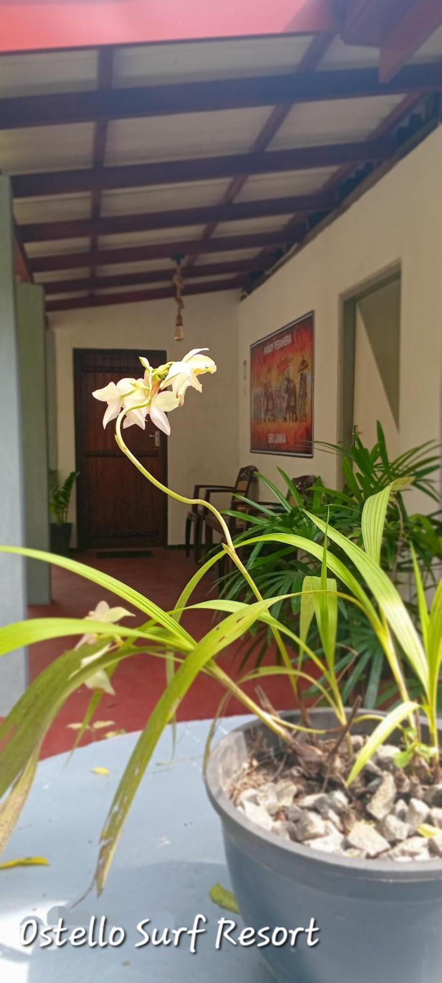 Ostello Surf Resort Ahangama Pokój zdjęcie